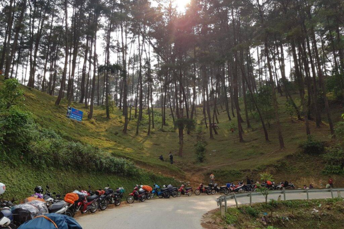 Winding road through the pine trees along the Ha Giang Loop near Yen Minh
